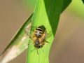 Andrena flavipes